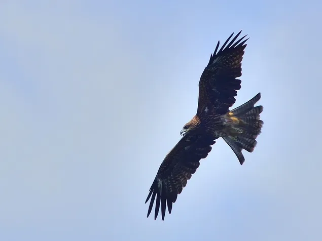 bonelli's eagle