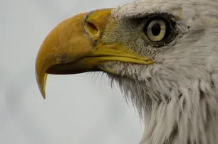 Aquila di Bonelli 4
