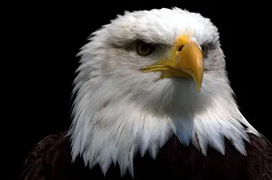 Aquila di Bonelli 3