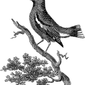 CABS-Logo