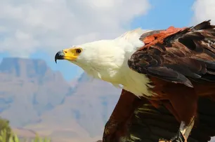 Aquila di Bonelli 1