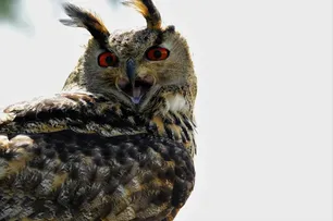Aquila di Bonelli 3