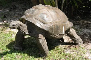 Capovaccaio 2