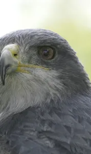 LIPUbirdLIFE