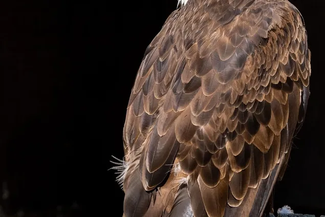 aquila bonelli