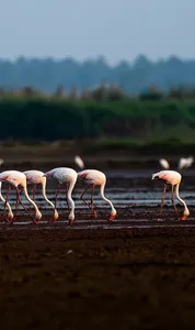 LIPUbirdLIFE