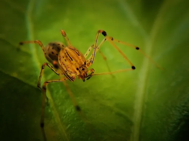 Hierophis viridiflavus traps