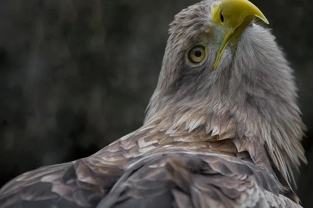 bonelli cacopardi
