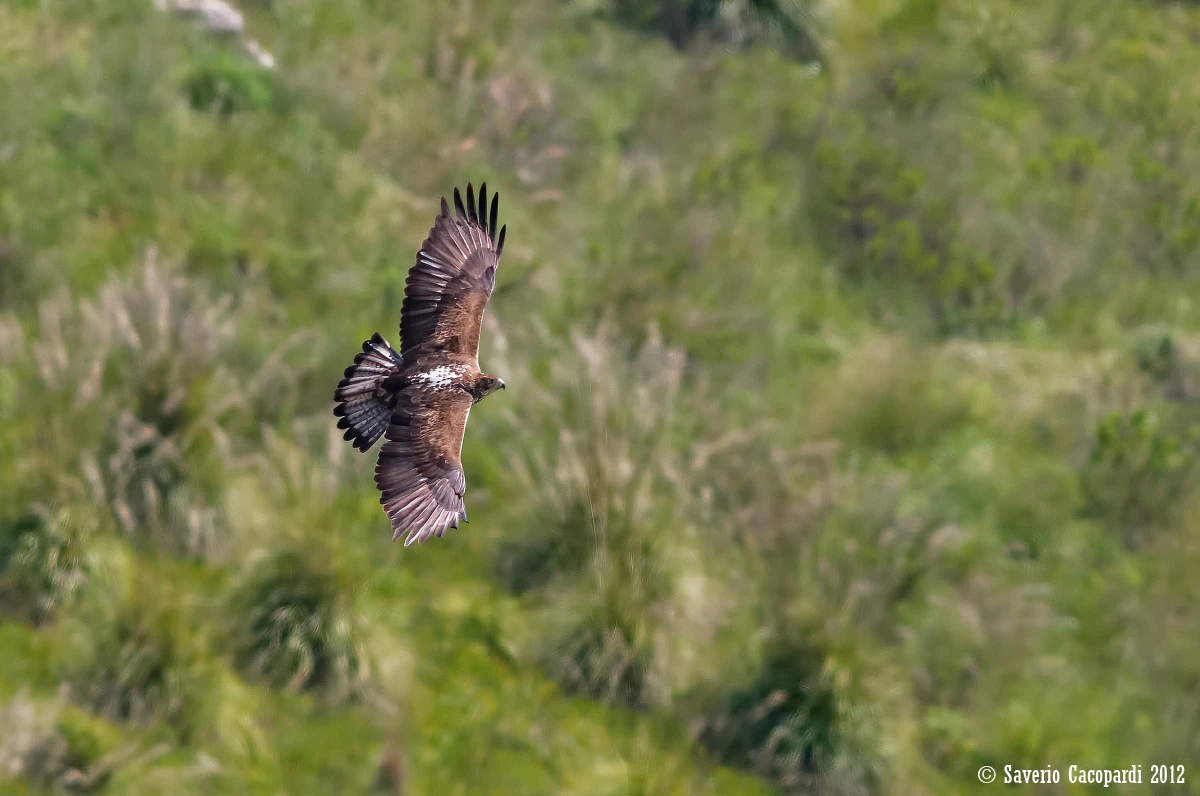 Aquila di Bonelli 2